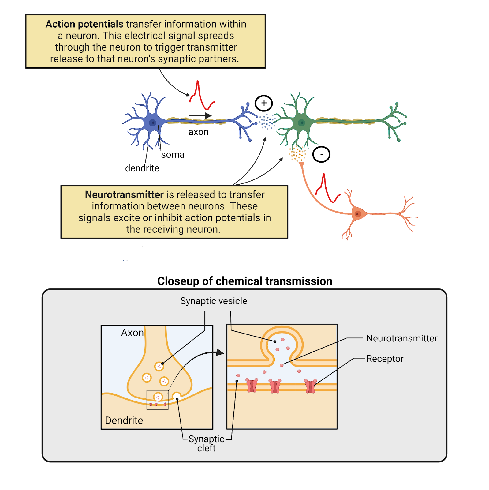 Neurons are bilingual.