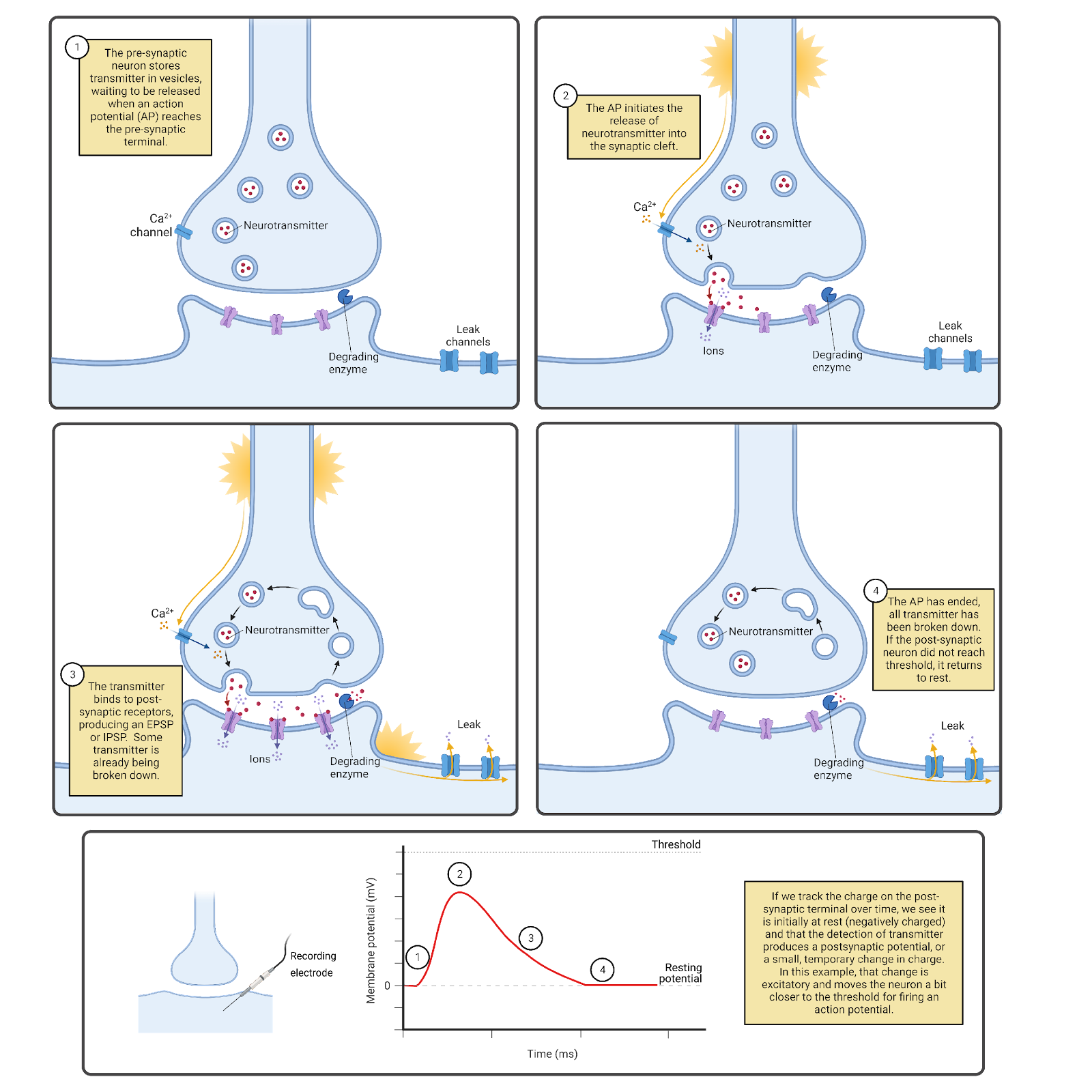 Communication between neurons occurs primarily at chemical synapses.