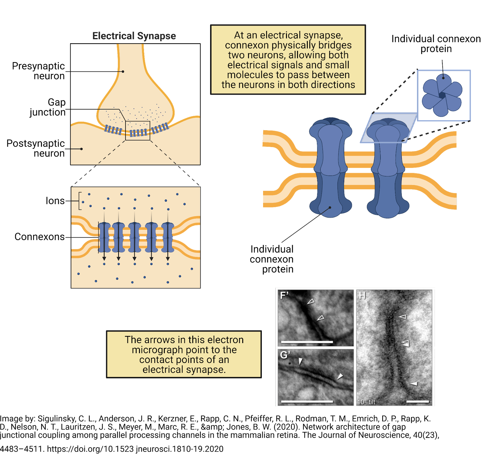 Communication between neurons also occurs at electrical synapses.