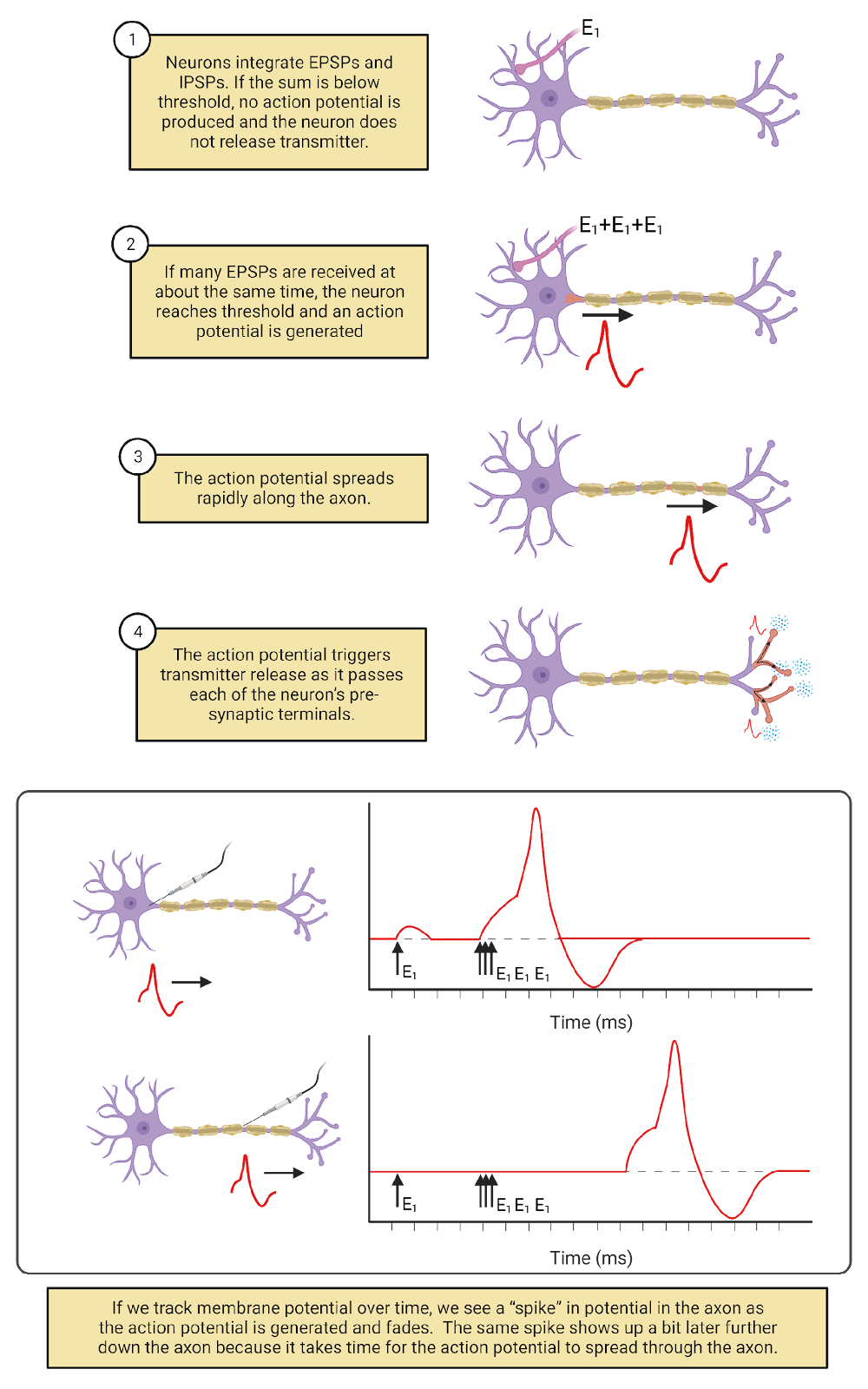 Action potential spread and neurotransmitter release.