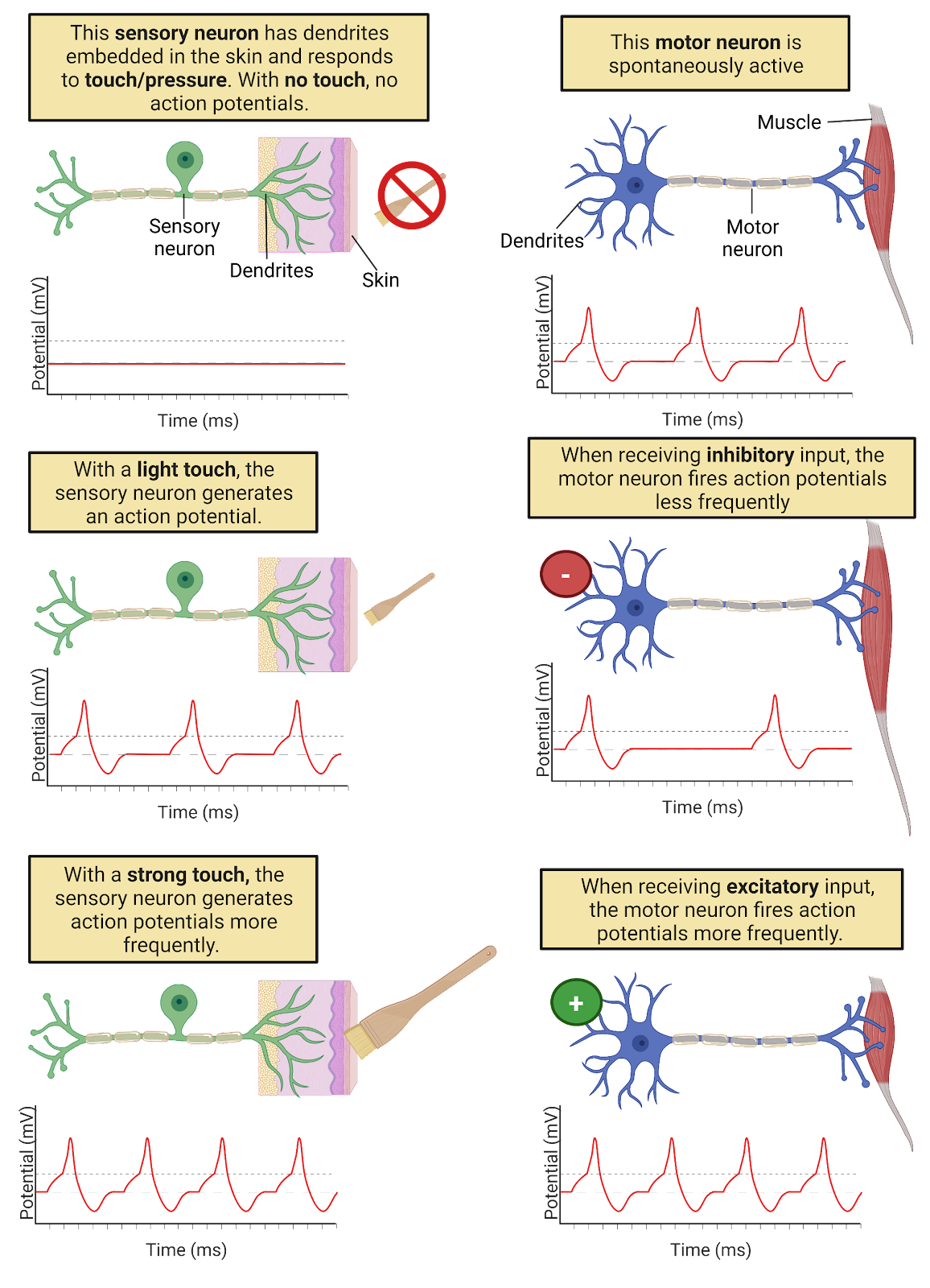 Chapter 2 Neurophysiology An Introduction To Neuroscience