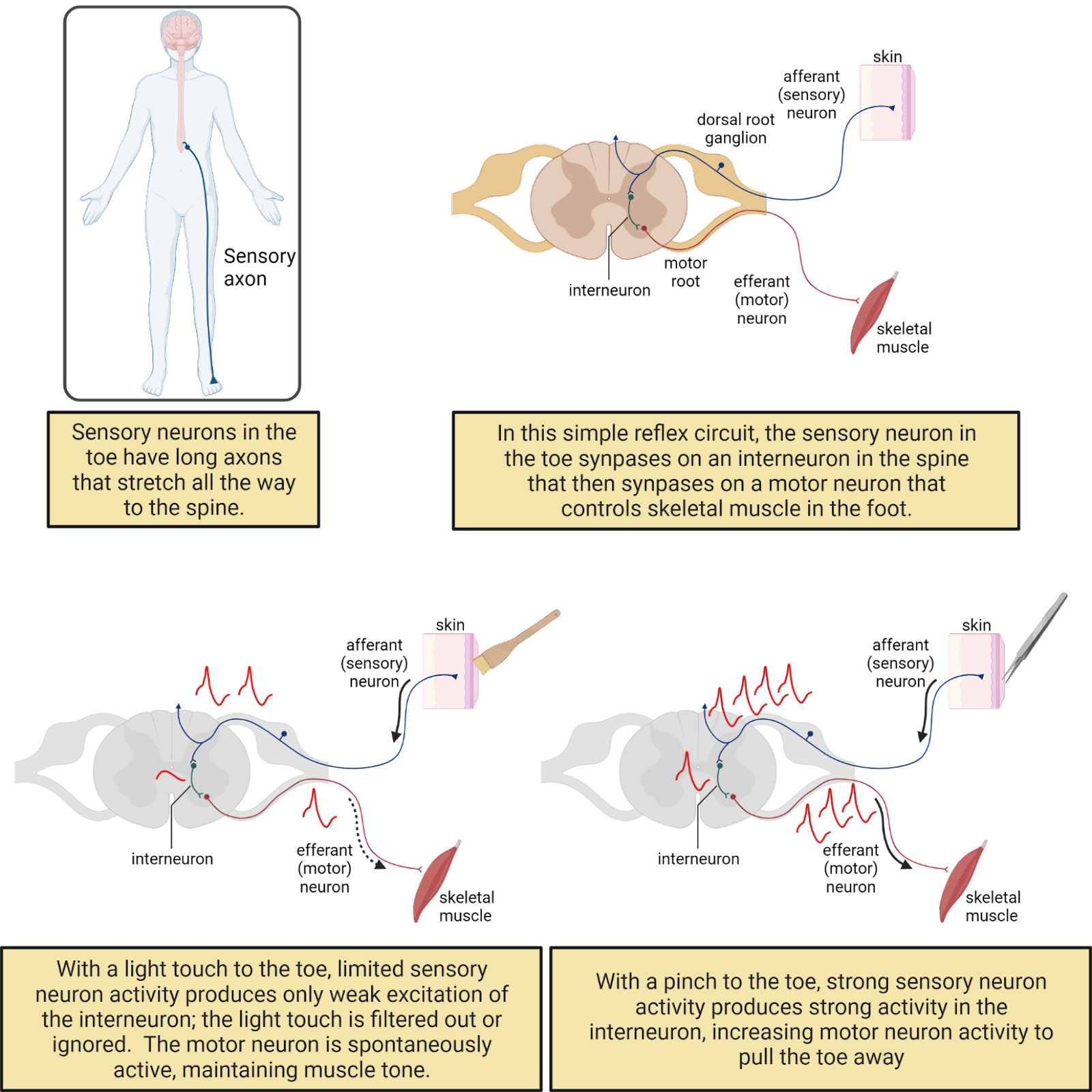 Neurons form circuits.