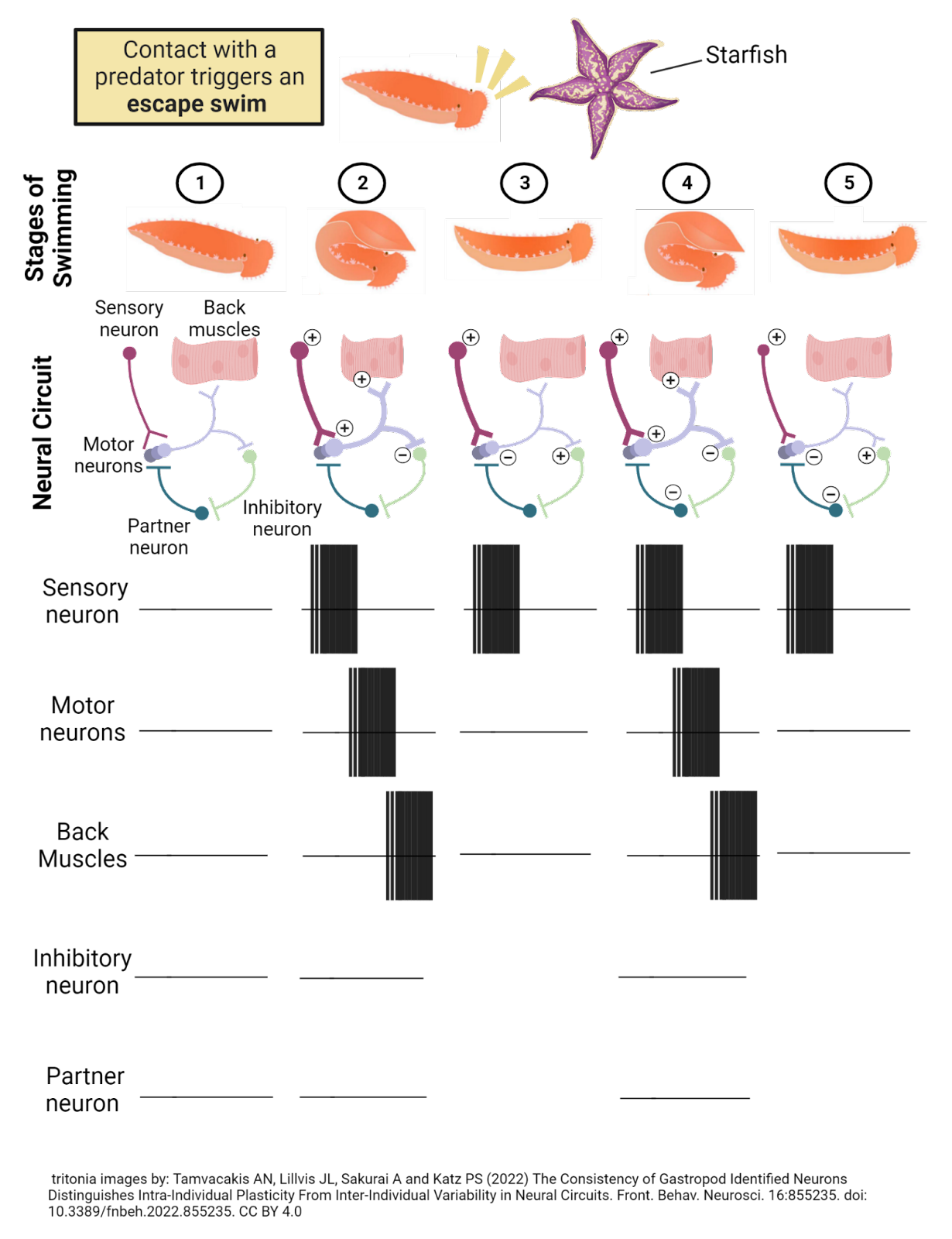 The “swim” circuit in Tritonia Diomedea.