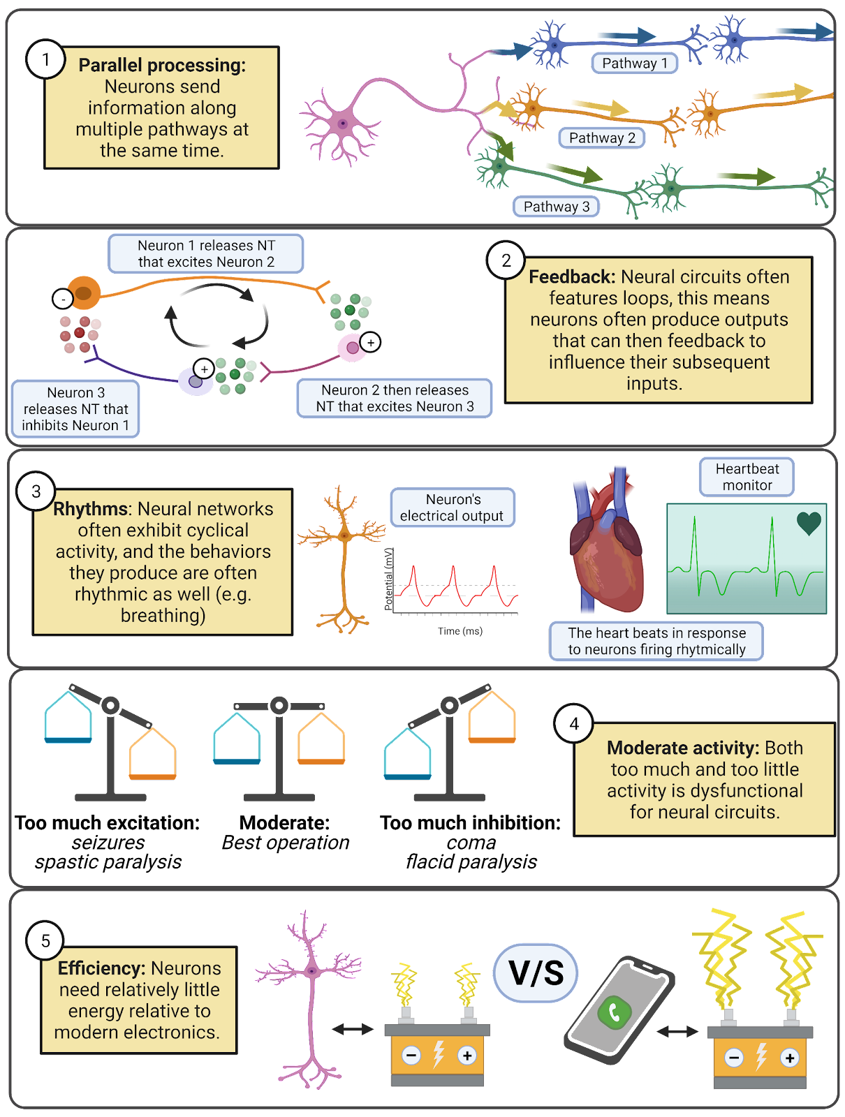 Principles of neural circuits.