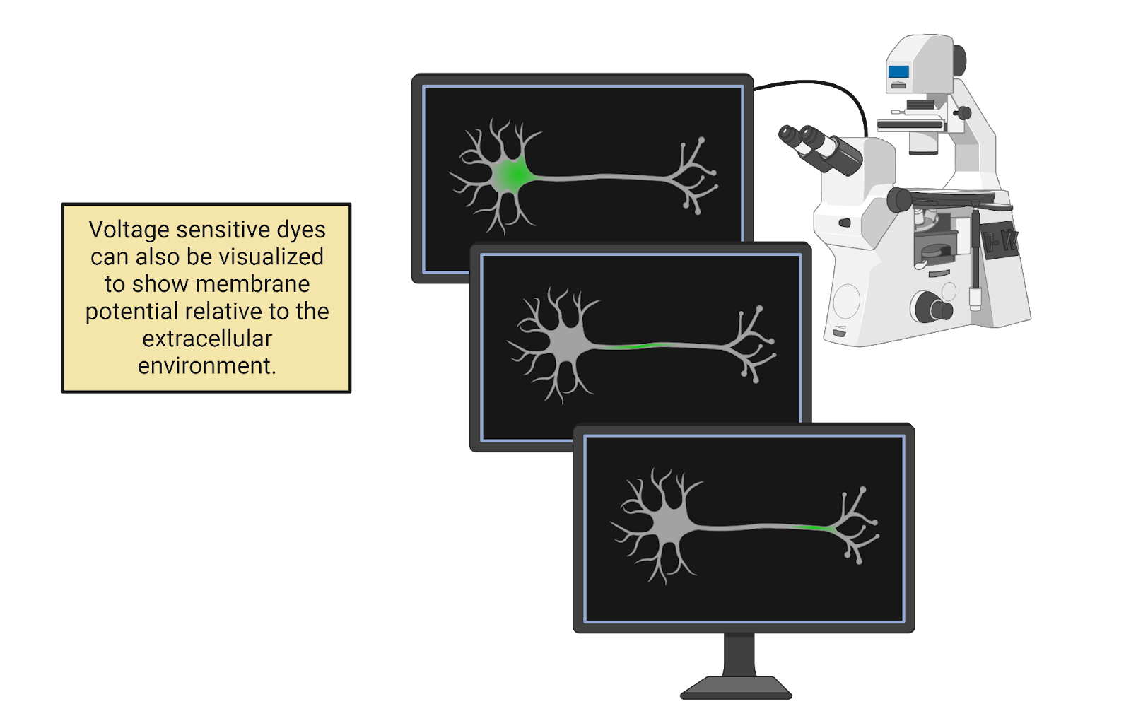 Voltage-sensitive flourescent proteins show how action potentials spread rapidly through a neuron.