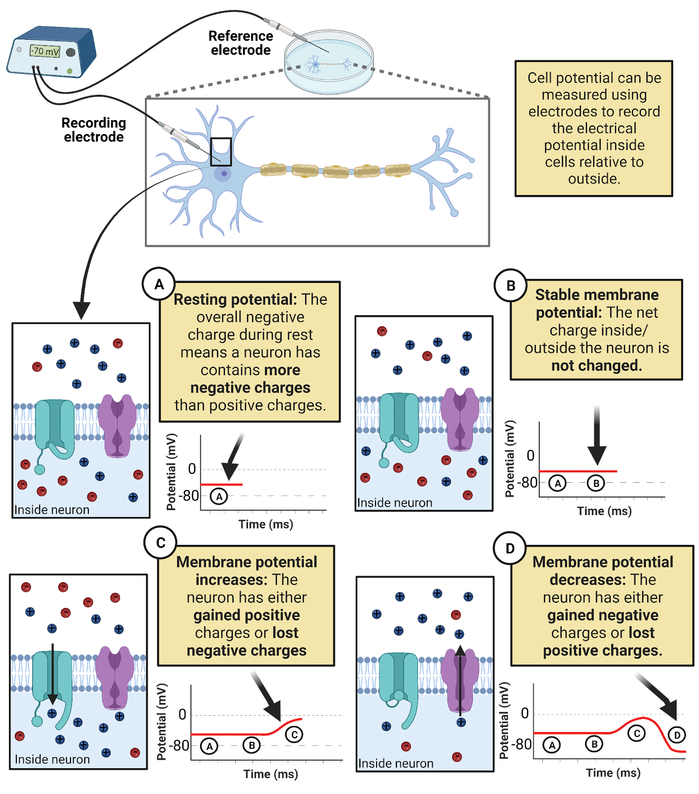 Measuring changes in neuronal membrane potential with a voltmeter.