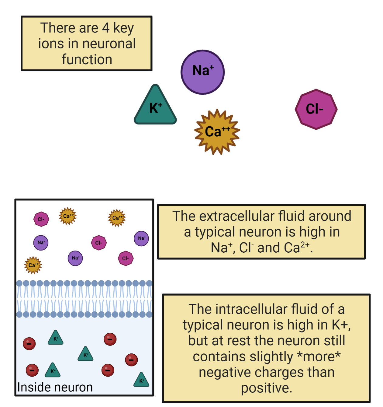 Key electrolytes for neuronal signaling.