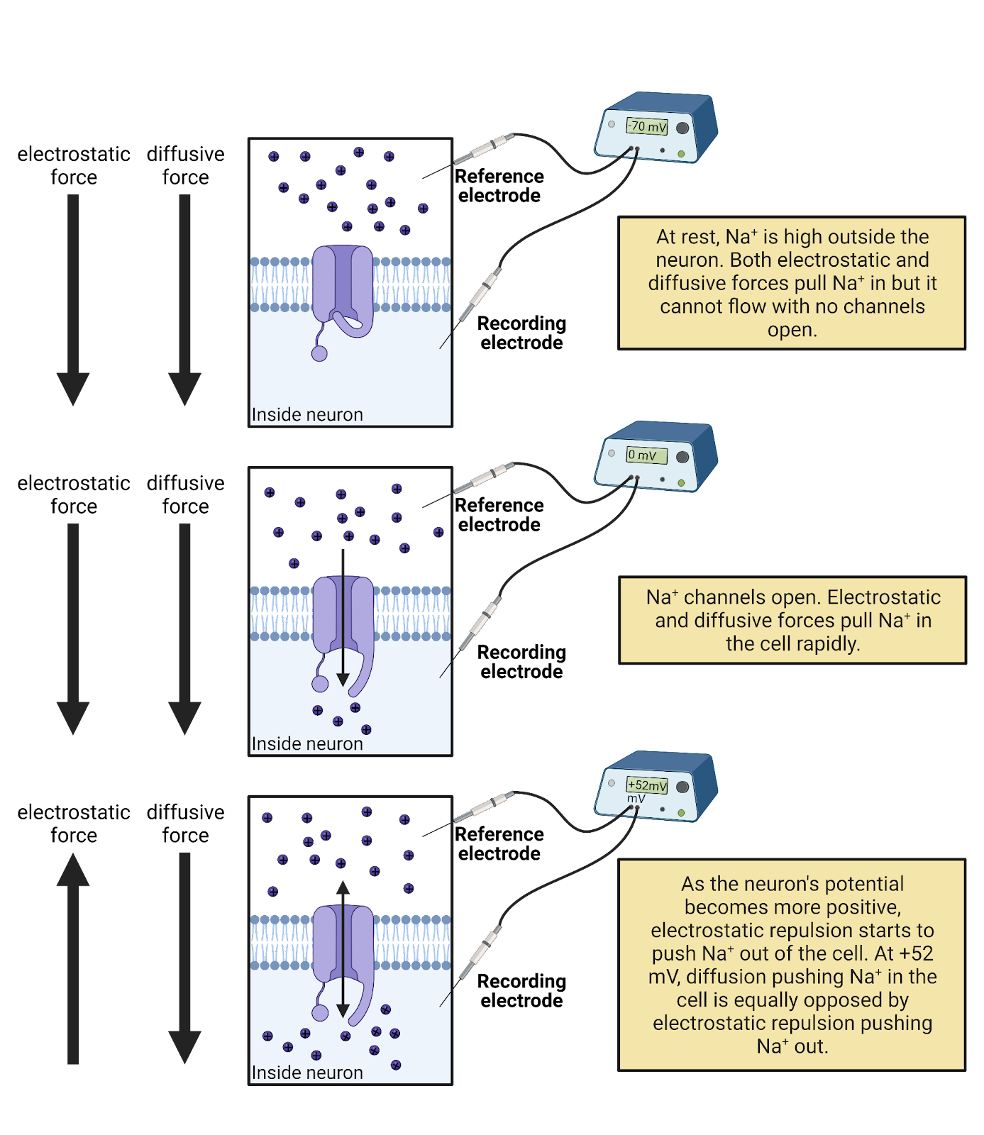 Ion concentration batteries.