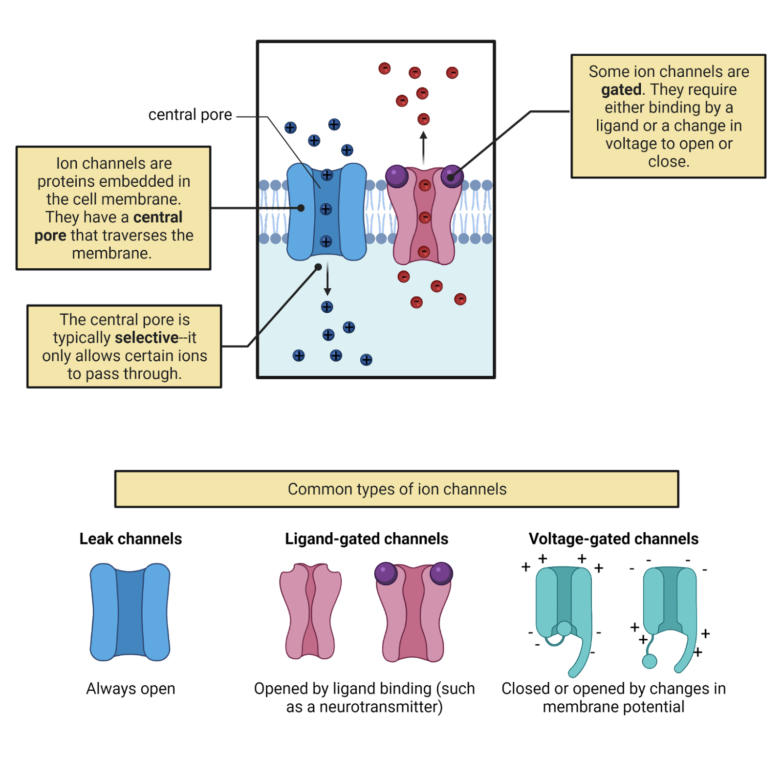 Ion channels.