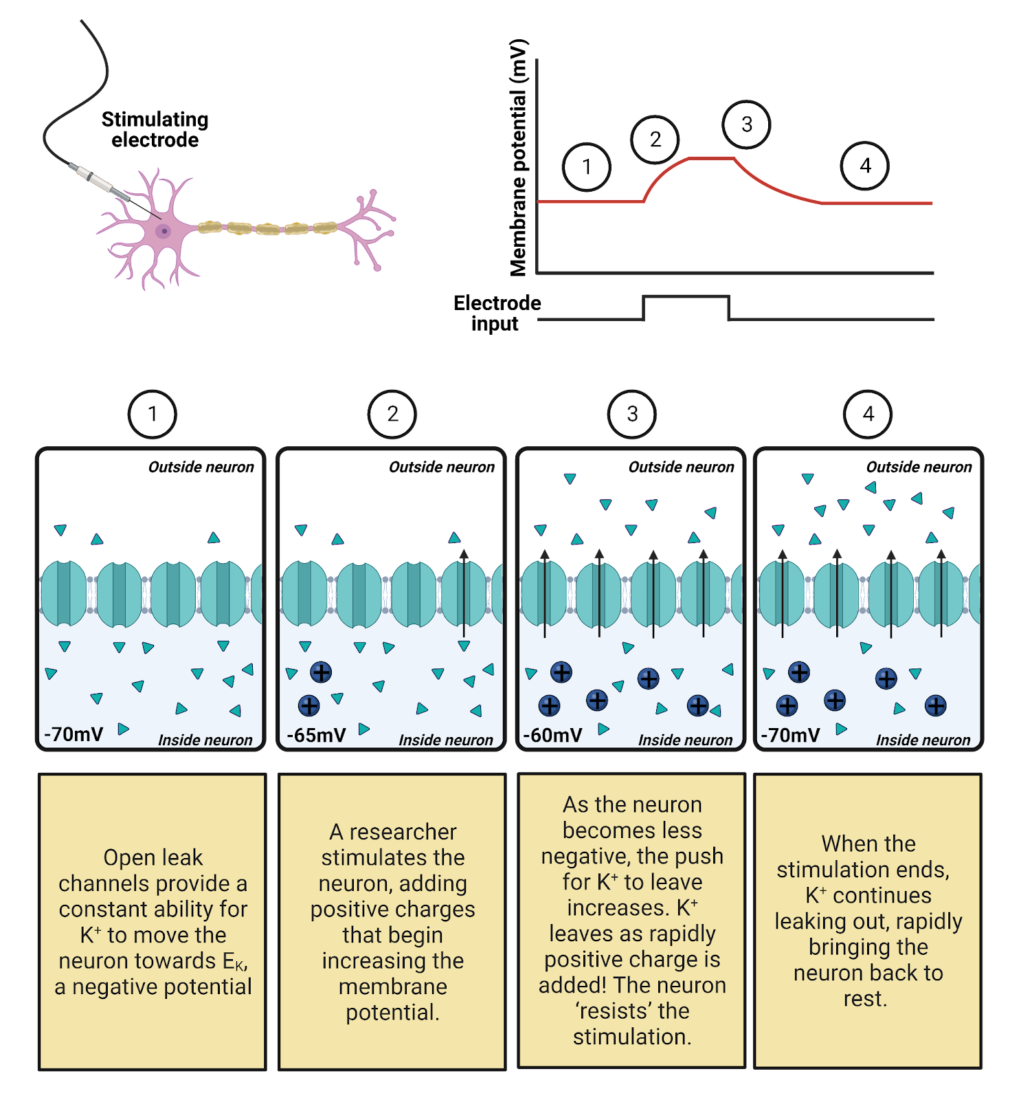 Leak channels defend the resting potential.