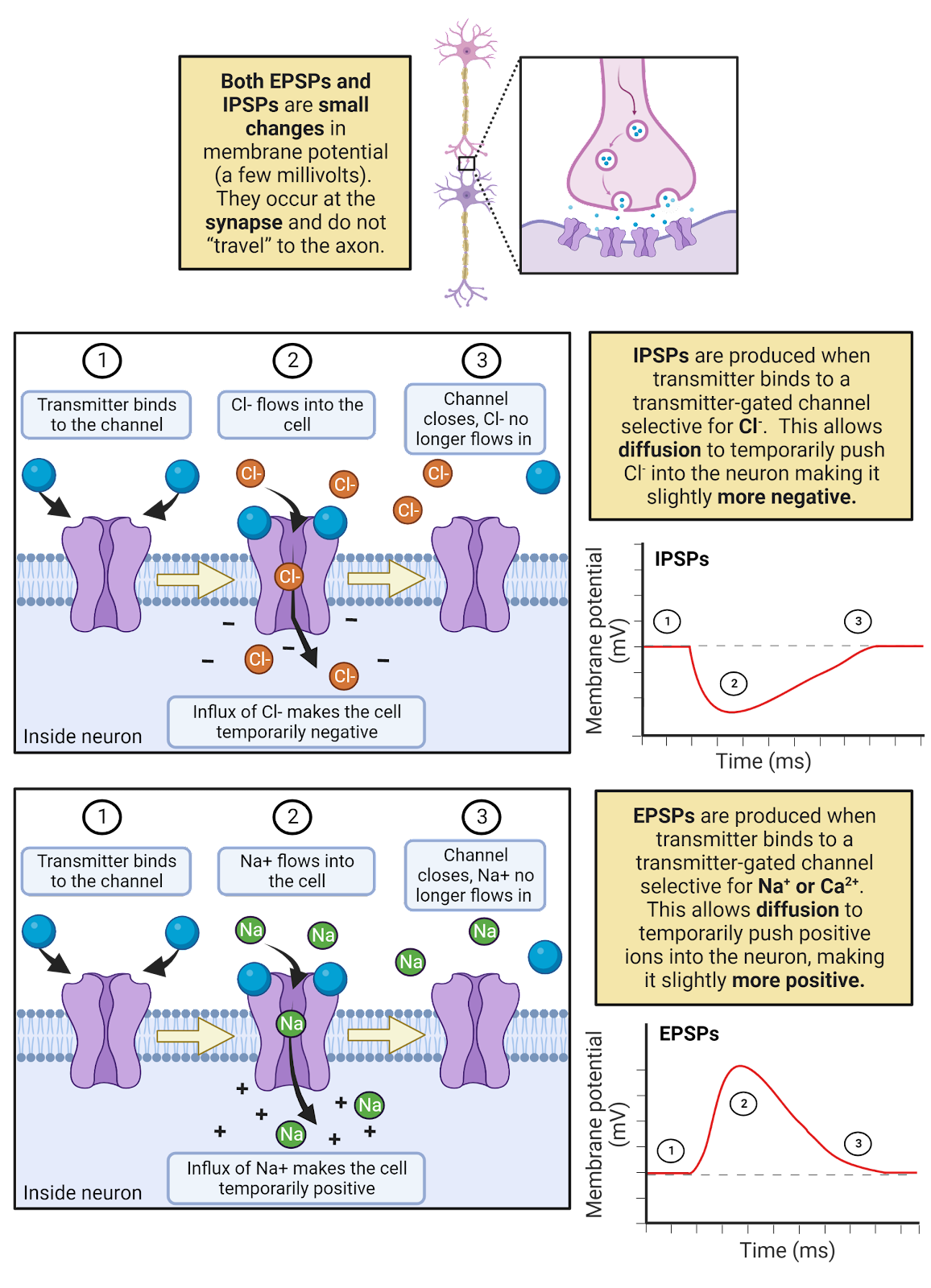 EPSPs and IPSPs.