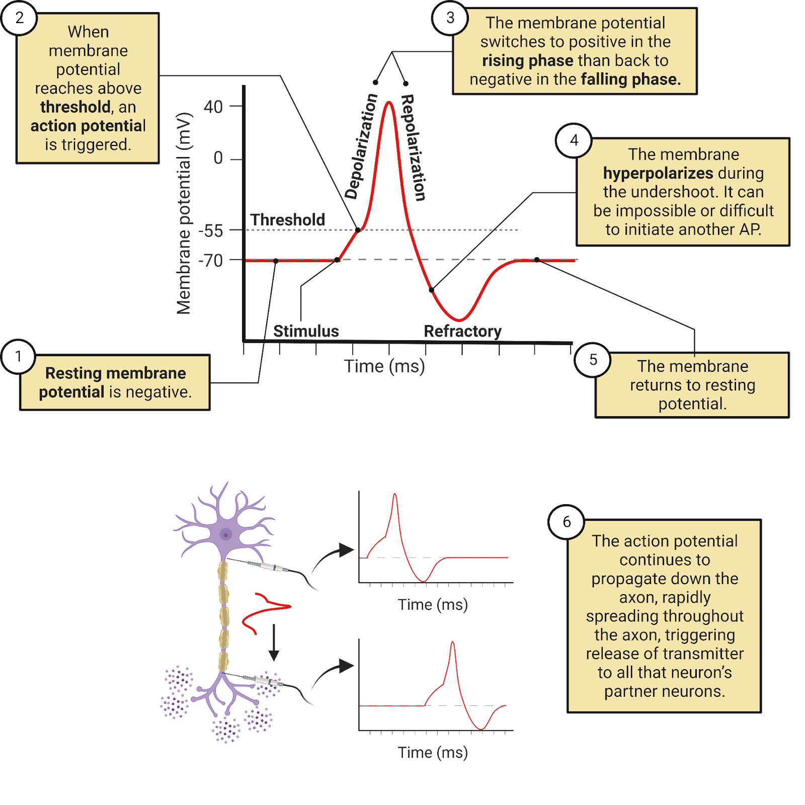 Phases of the action potential.