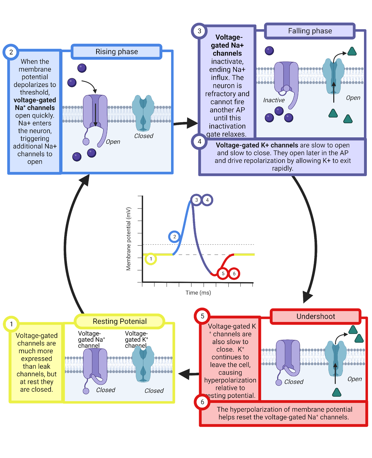 Action potential generation.