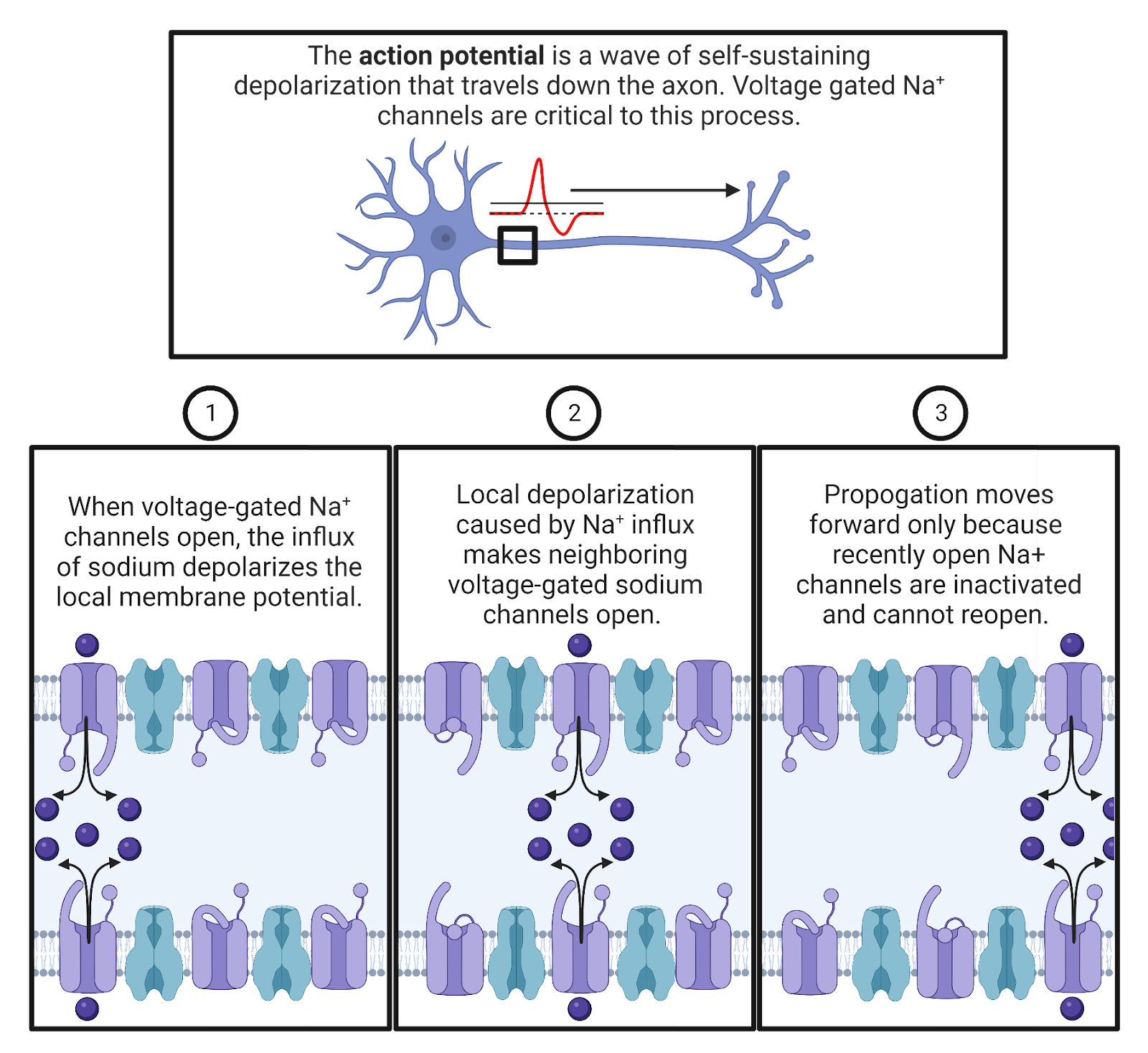 Action potential propagation.