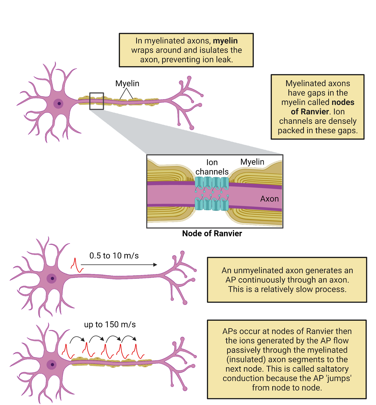 Chapter 2 Neurophysiology | An Introduction to Neuroscience