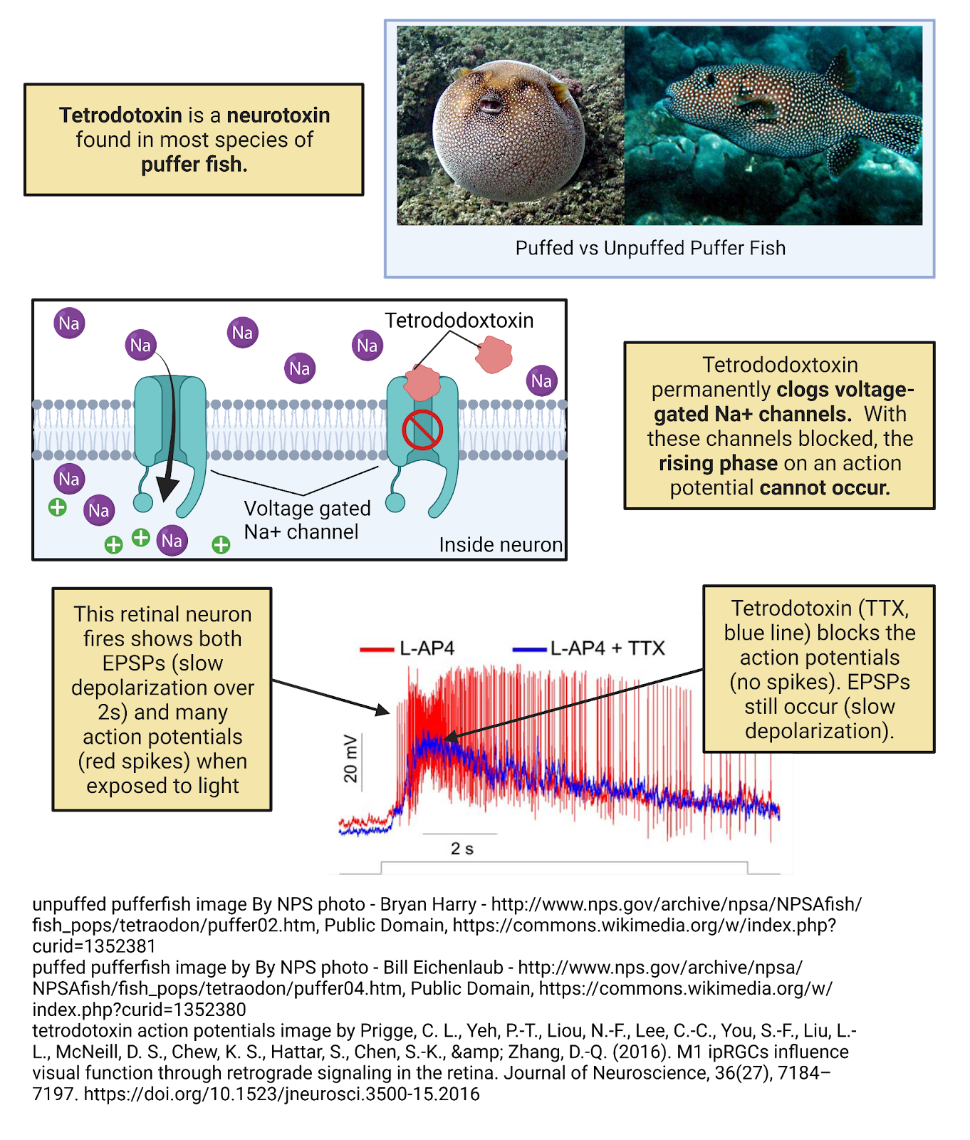 Puffer fish poison.