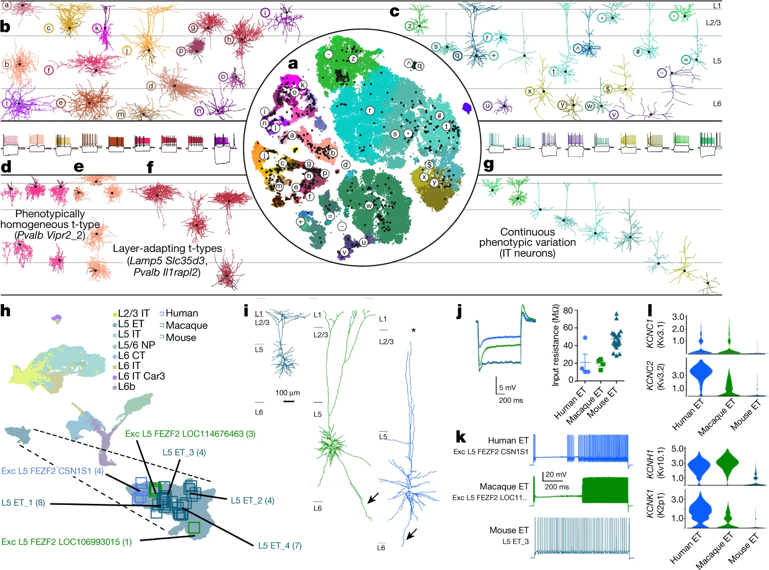 Diversity in neurons -- FIGURE STILL IN DEVELOPMENT, STAY TUNED.